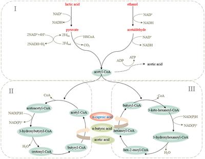 Caproic Acid-Producing Bacteria in Chinese Baijiu Brewing